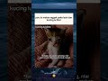 Siapa yang Tahan Liat Kucing Segini Imutnya #shorts #viral #lucu #gemoy #kucing #imut #cat #viralb