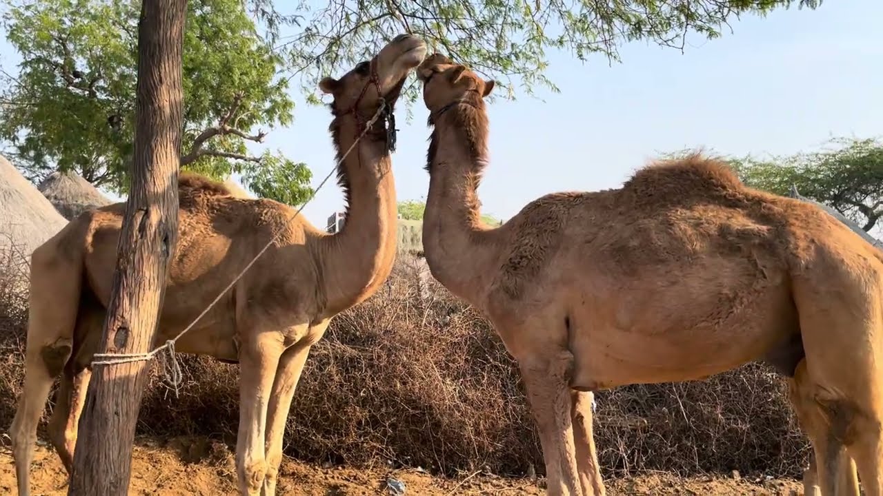 صداقة جملين، والنميمة، وأكثر من ذلك