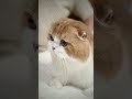 Cuddling Your Pet Could Be Risky! Here’s What You Need to Know