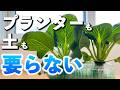 ペットボトルで青梗菜｜水耕栽培だけど4回も収穫できた