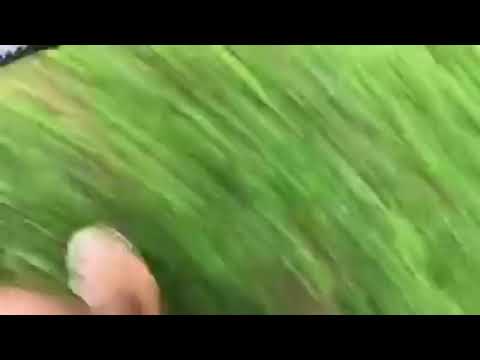 新加坡——疯狂动物城