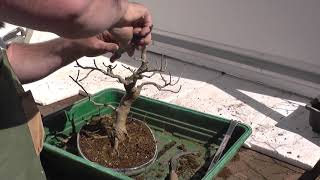 European Ash tree @delstravelwithme