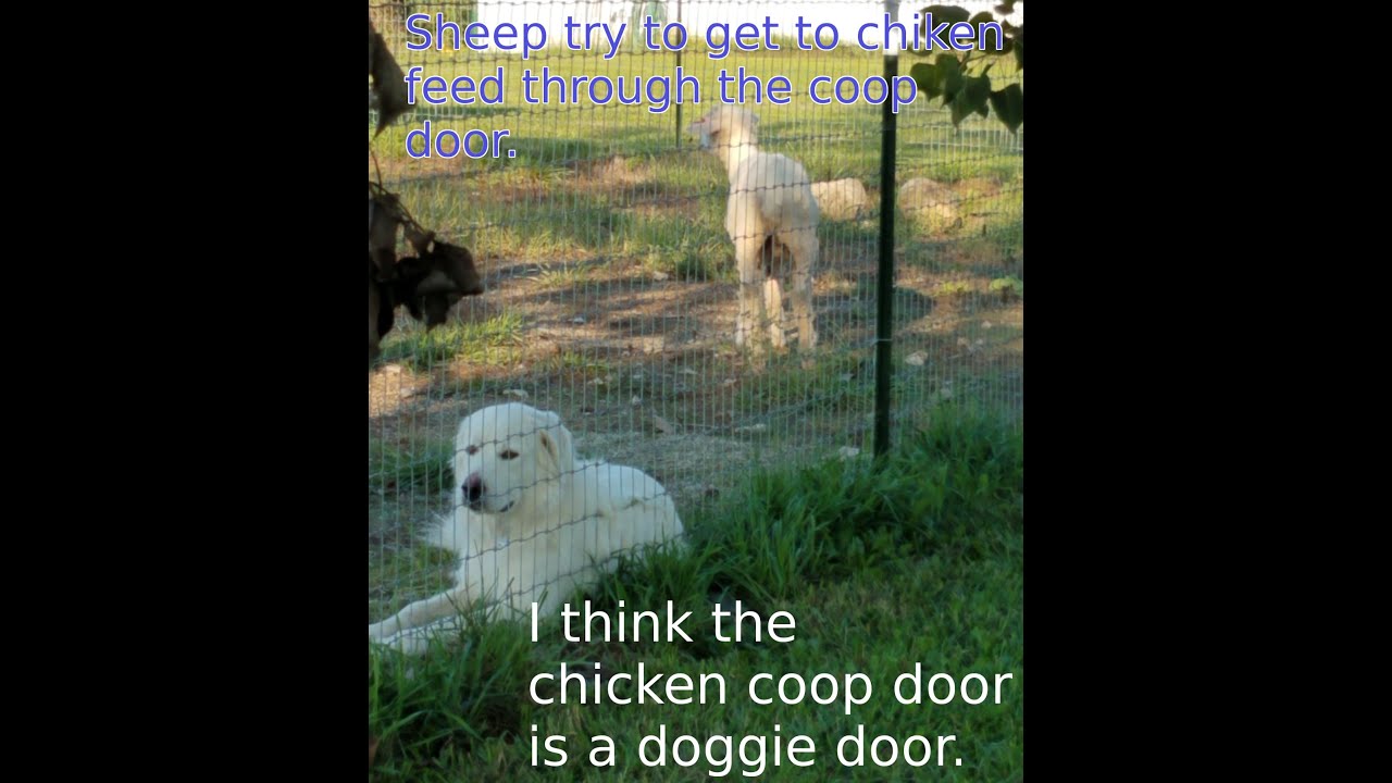 Chicken Coop = Doggie Door? YouTube