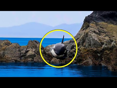 Video: Ar briedžius suėda orkos banginiai?