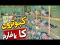 Village Desi pigeons farm | full long video | Breeding Care and farm setup | Complete Guide |