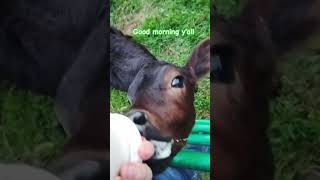 #brangus #bottlecalf #farming #beef