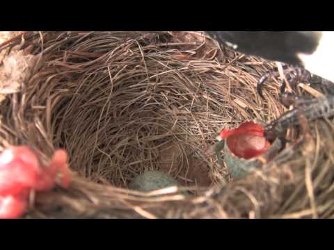 Video: Vilken Fågel Sjunger Med Svansen