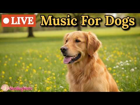 🔴24 Hours of Dog Music🎵🐶Soothing Music for Dogs🐶Eases Separation Anxiety 🦮Sleep Music for Dog