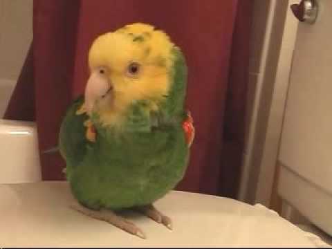 Singing parrot