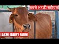 Laxmi Dairy Farm of Punjab | Best Sahiwal cow in India