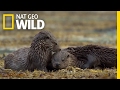Hungry hungry otters  destination wild
