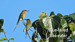 Blue-tailed Bee-eater (in 4K)