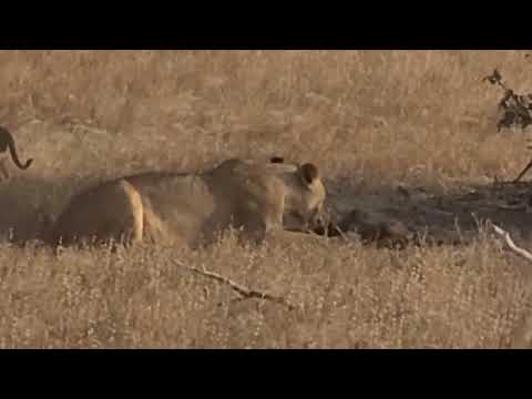 Mama Lion An Cubs Samburu