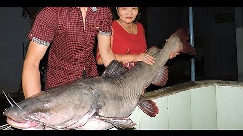 Tin nhanh 24/7 - Bắt được cá lăng khủng nặng gần 50 kg