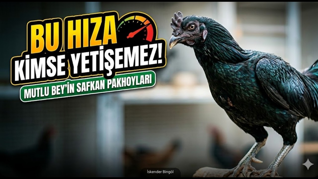 Mutlu Bey’in Safkan Pakhoy Hİnt Horozları #hinthorozu #hinthoroz #horoz #tavuk #tavuklar #süstavuğu