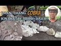 Daandaang cobra kinakatay arawaraw