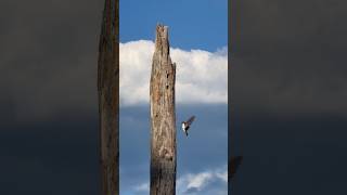 Tree Swallow