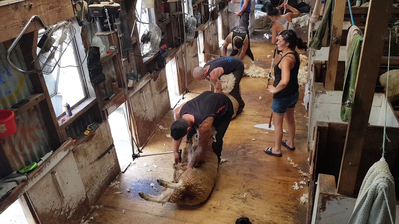 Sheep shearing 2019