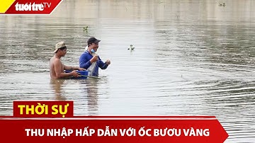 Kiếm thu nhập khá nhờ giăng lưới cá rô đồng mùa nước nổi | Tuổi Trẻ TV