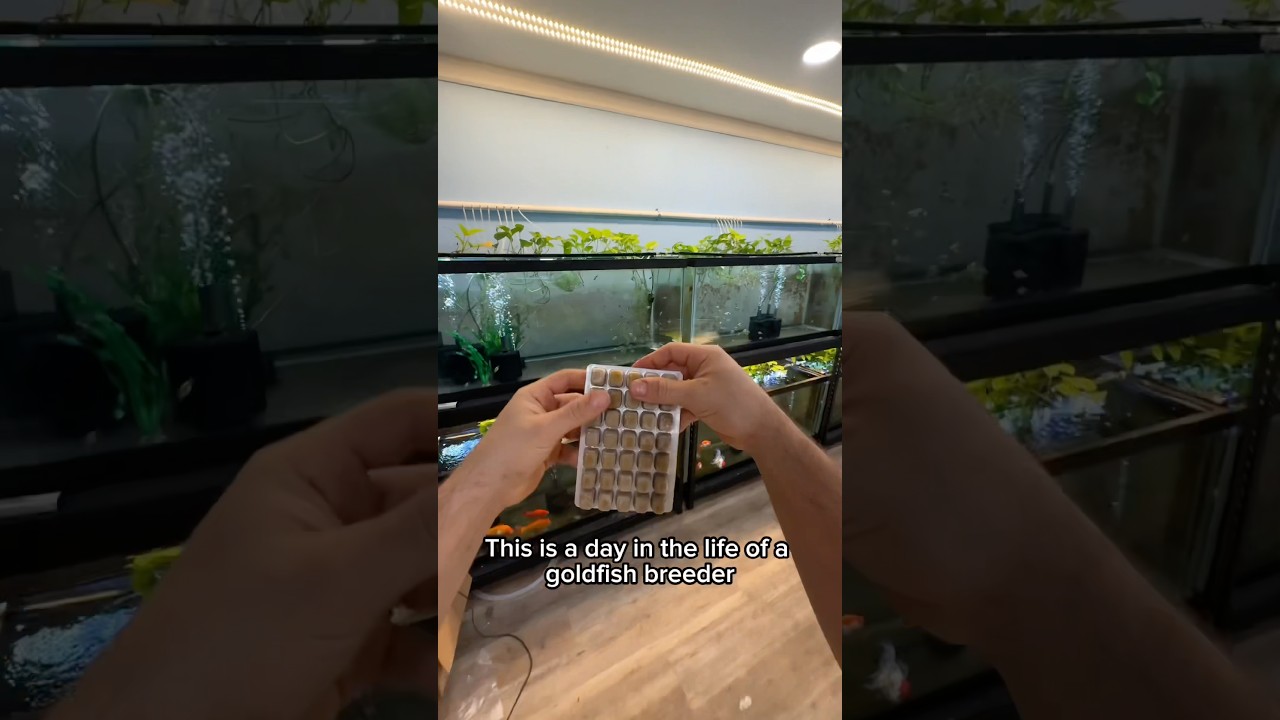 The day in the life of a goldfish breeder