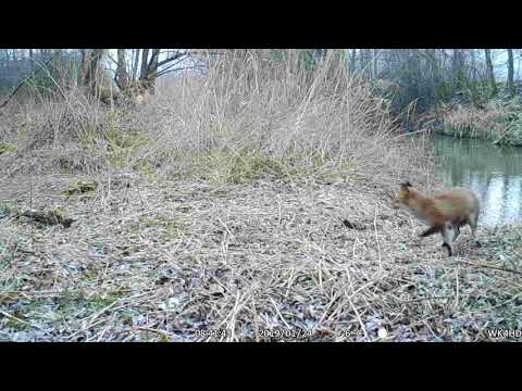 Video: Raumzeitliche Ausbreitung Von Sarcoptic Mange Beim Rotfuchs (Vulpes Vulpes) In Der Schweiz über Mehr Als 60 Jahre: Lehren Aus Der Vergleichenden Analyse Mehrerer Überwachungsinstru