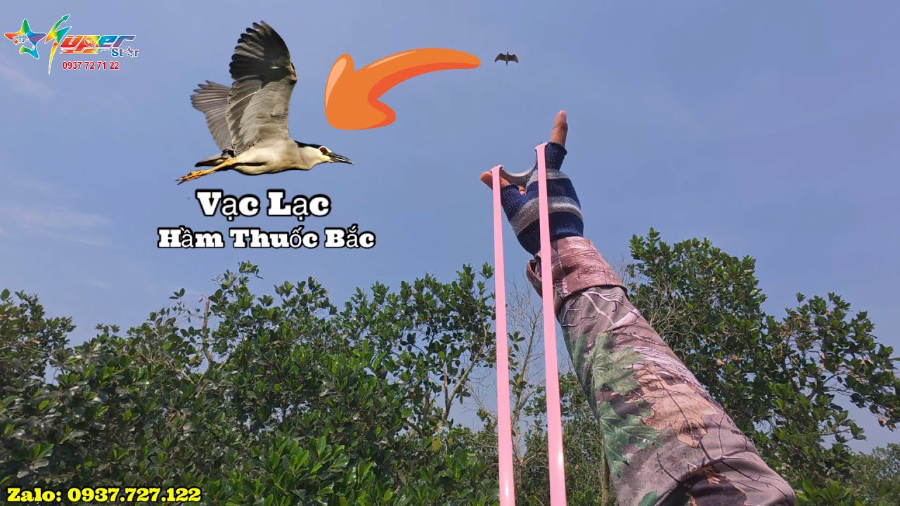 Slingshot M72 - Cùng Team Đảm Nguyễn Săn Cò Vạc Về Làm Món Hầm Thuốc Bắc Quá Xuất Sắc