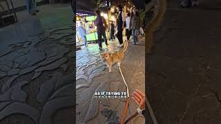 cute cat behavior#cute