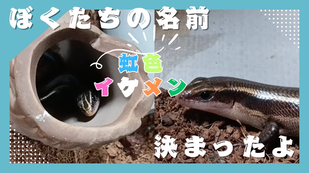 【ニホントカゲ】~トカゲ飼育の様子~ かわいいとかげちゃん名前決まったよ! - YouTube