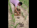 Creative way of farming partridges in cornfield 