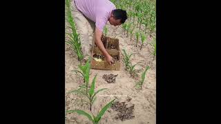 Creative Way Of Farming Partridges In Cornfield 