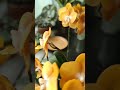橙黃色蝴蝶蘭