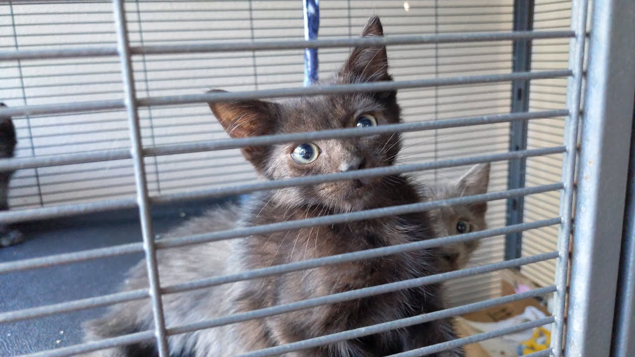 My heart can't handle this (unexpected visit to the cat & kitten rescue