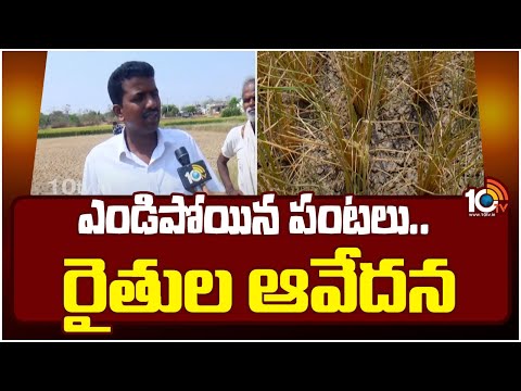 Dried Crops in Palamuru District | పాలమూరు జిల్లాలో అడుగంటిన భూగర్భ జలాలు | 10TV News - 10TVNEWSTELUGU