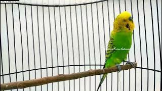 PARKIT GACOR ! Isian Cucak jenggot Lovebird Kenari Cucak Cungkok Full Tembak Beset Crecet / Budgies