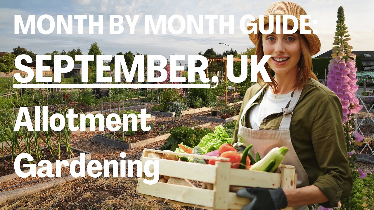 WHAT JOBS TO DO IN SEPTEMBER / ALLOTMENT GARDENING UK FOR BEGINNERS