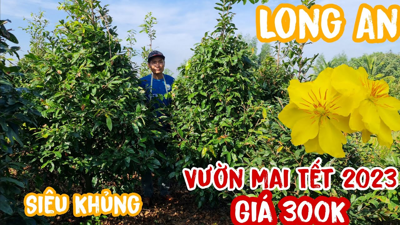 Mai tết 2023 giảo thủ đức hàng siêu khủng giá rẻ nhất... - youtube