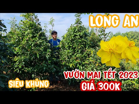 Video Mai tết 2023 giảo thủ đức hàng siêu khủng giá rẻ nhất... - youtube