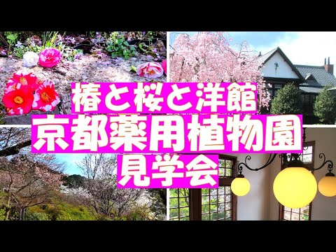 武田薬品の京都薬用植物園見学会【椿と桜、神戸から移築された洋館】比叡山を望む美しい土地にある薬用植物研究施設の春の風景が素敵でした。
