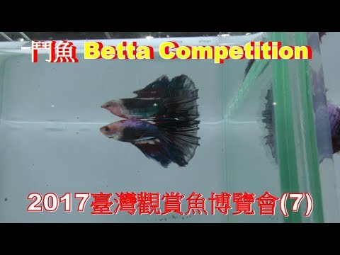 (4K) 2017台灣觀賞魚博覽會(7).台灣國際鬥魚選美大賽.Taiwan Int'l beautiful betta Competition.4K Ultra HD