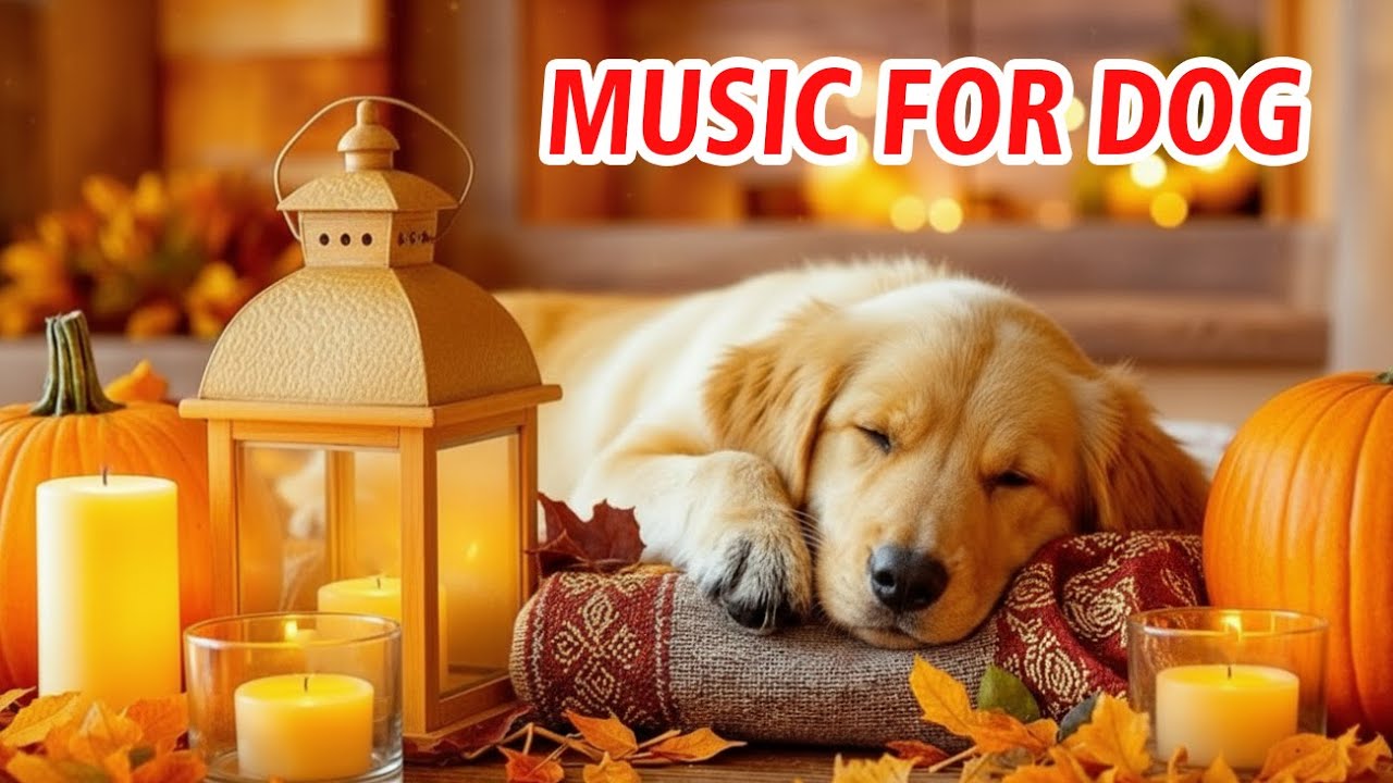 🔴[LIVE] Dog Music🎵🐶Calming Music for Dogs🐶💖Soothes Separation Anxiety🦮Music to Help Dogs Sleep