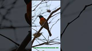 Small Minivet - Male #birdvideo #birds #youtubeshorts #shorts #divyaramam #birdphotography