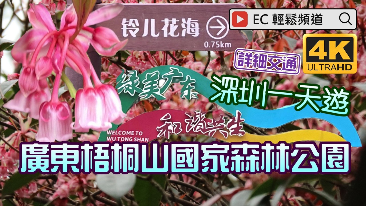 深圳一天遊 | 梧桐山國家森林公園 | 鈴兒花 吊鐘花 | 恩上濕地 | Wu Tong Shan National Forest Park | Chinese New Year Flower