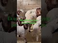 Ahırımızın yeni üyeleri! @osmantanjuguneri383 @SerefYildirim @Sencersolakoglu #animals#goat