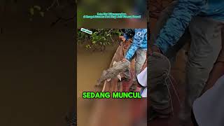 Ikan Ini Hilang Separuh Badan!#shortvideo #fishing #faktamenarik
