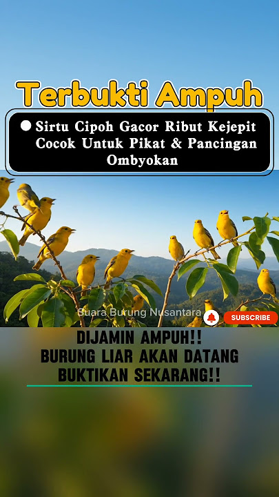 TERBUKTI AMPUH! Suara Sirtu Cipoh Ribut Kecepit Non Stop #sirtugacor #cipohgacor #cipohribut