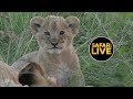 safariLIVE - Sunset Safari part 2 - March 12, 2019