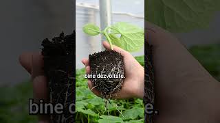 When to Plant Cucumber Seedlings? | Marcoser
