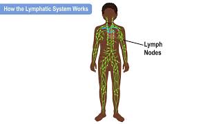 How the Lymphatic System Works by Nemours KidsHealth 44,569 views 3 years ago 59 seconds