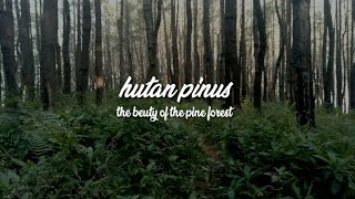 (CINEMATIC) HUTAN PINUS BONE LAPPARIAJA