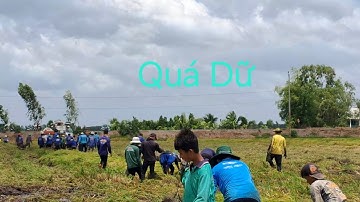 #Cận cảnh Nông dân bắt chuột mùa cắt lúa#.